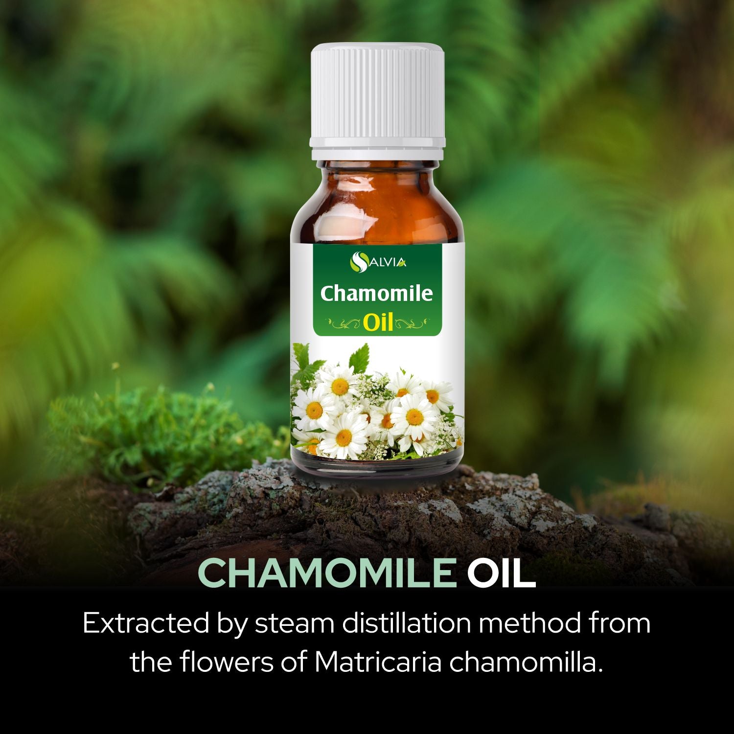 Salvia Natural Essential Oils,Dandruff,Greasy Oil,Anti Fungal,Anti-fungal Oil,Oil for Greasy Hair Chamomile Oil Salvia Natural Essential Oils,Dandruff,Greasy Oil,Anti Fungal,Anti-fungal Oil,Oil for Greasy Hair Chamomile Oil
